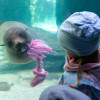Den Seebären kannst du unter Wasser beim Spielen beobachten.