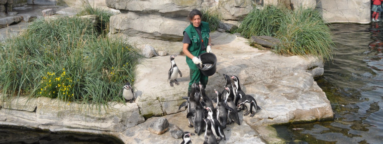 Die Humboldtpinguine leben eigentlich unter der tropischen Sonne in Peru und Nordchile.