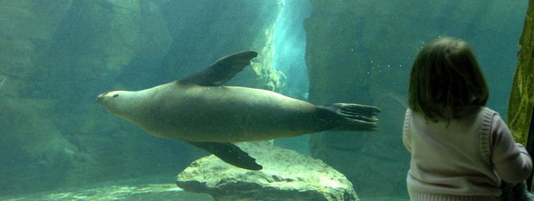 Robben gehören zu den Meeressäugern und kommen deshalb im Wasser sehr viel besser voran als an Land.