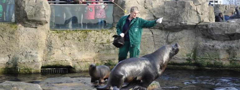 Du kannst im Zoo beim Training mit den Robben zusehen.