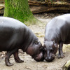 Zwergflusspferde im Zoo Duisburg.