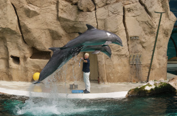 Äußerst beliebt bei den Besuchern ist im Zoo Duisburg die Delfinshow.