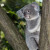 Zu den Highlights im Zoo Duisburg gehört u.a. das Koala-Haus.