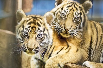 Die beiden Sumatra-Tiger im Zoo Heidelberg haben nun offiziell Namen: Sari und Raya.