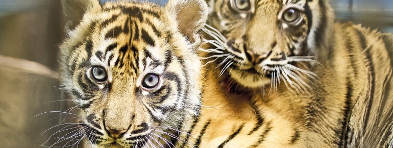 Die beiden Sumatra-Tiger im Zoo Heidelberg haben nun offiziell Namen: Sari und Raya.