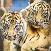 Die beiden Sumatra-Tiger im Zoo Heidelberg haben nun offiziell Namen: Sari und Raya.