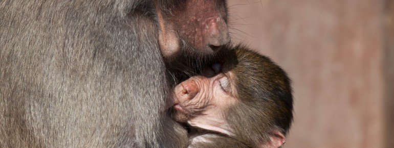 Ein Pavian mit Jungtier