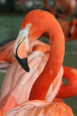 Neben Flamingos gibt es viele verschiedene Vögel zu sehen