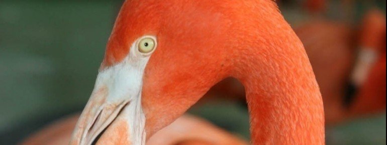 Neben Flamingos gibt es viele verschiedene Vögel zu sehen