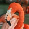 Neben Flamingos gibt es viele verschiedene Vögel zu sehen