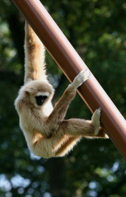 Im Kopenhagener Zoo sind verschiedene Affenarten zu sehen