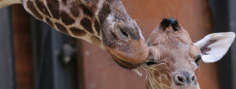 Im Savannengehege entdeckst du Giraffen