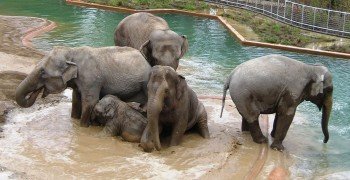 Elefanten beim Baden