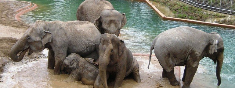 Elefanten beim Baden