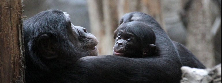 Erfolgreiches Zuchtmanagement auch bei den Bonobos im Zoo Leipzig.