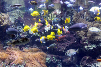 Blick ins Panoramabecken des Aquariums.