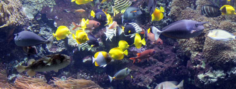 Blick ins Panoramabecken des Aquariums.