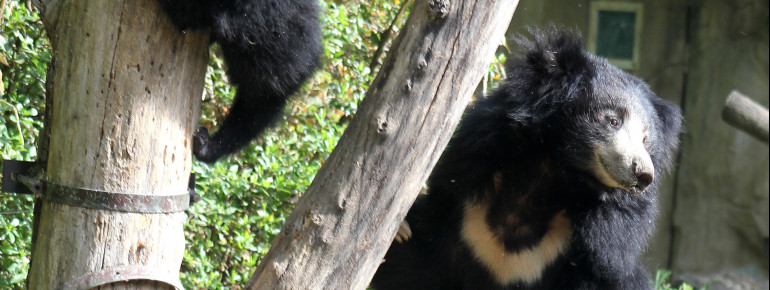 Erfolgreiche Lippenbärenzucht im Zoo Leipzig.