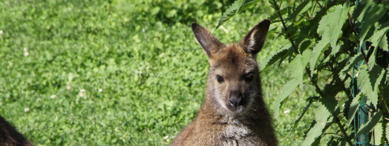 Das Bennettkänguru-Baby ist bei der Geburt nur etwa 5 Zentimeter groß und verbringt die ersten Lebensmonate im Beutel der Mutter.