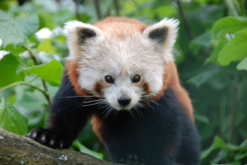 Ursprünglich sind Rote Pandas im östlichen Himalaya und im Südwesten Chinas beheimatet.