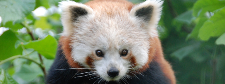 Ursprünglich sind Rote Pandas im östlichen Himalaya und im Südwesten Chinas beheimatet.