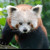 Ursprünglich sind Rote Pandas im östlichen Himalaya und im Südwesten Chinas beheimatet.