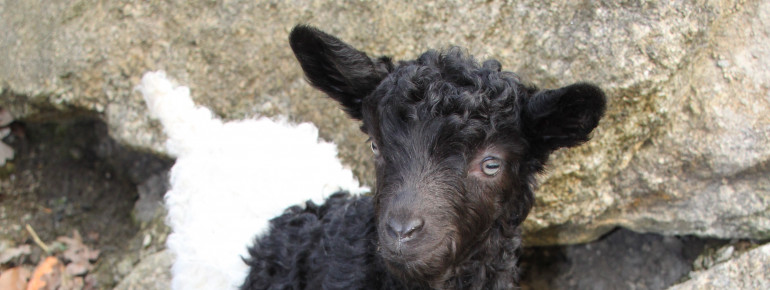 Neben afrikanischen Zwergziegen und Burenziegen leben auch Walliser Schwarzhalsziegen im Zoo Linz.