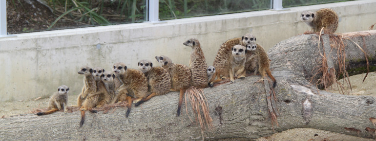 Erdmännchen haben eine strenge Arbeitsteilung, bei der einige der Mitglieder der Gruppe Wache halten und andere Babysitter sind. Der Rest der Gruppe geht auf Nahrungssuche.