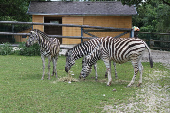 Der Linzer Tiergarten ist auch das Zuhause einiger Chapman-Zebras.