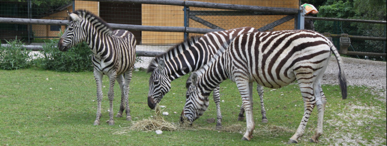 Der Linzer Tiergarten ist auch das Zuhause einiger Chapman-Zebras.