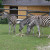 Der Linzer Tiergarten ist auch das Zuhause einiger Chapman-Zebras.