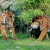 Die Sumatra Tiger findest du in der Angkor Wat Tierwelt.