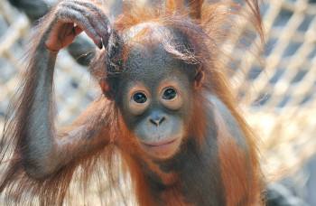 Zu jeder Jahreszeit gibt es im Zoo Rostock Tierkinder. Hier ist der Orang-Utan-Nachwuchs Surya zu sehen.