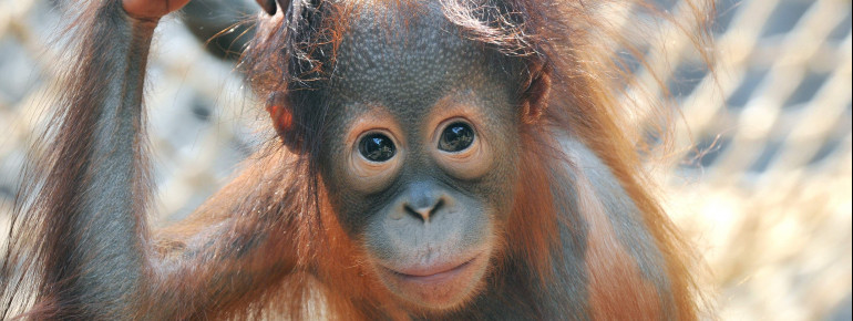 Zu jeder Jahreszeit gibt es im Zoo Rostock Tierkinder. Hier ist der Orang-Utan-Nachwuchs Surya zu sehen.