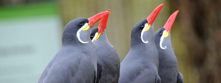 Auf Inkaseeschwalben triffst du in den Tierhäusern 'Seevogel-Voliere' und 'Altweltwaffen-Haus' im Zoo Rostock.