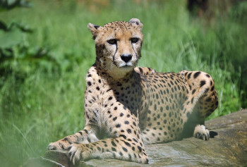 Besuche das Geparden-Haus im Zoo Rostock, um diese Raubkatze mit eigenen Augen zu sehen!