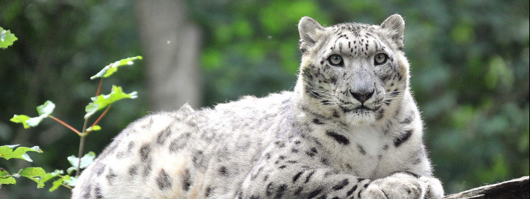 Dieses Bild zeigt den Schneeleopard Fiete im Zoo Rostock.