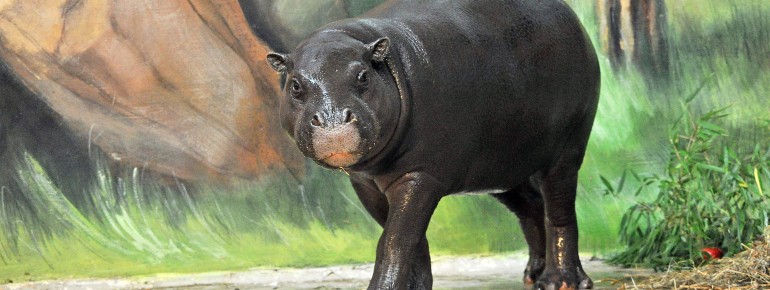 Im Zwergflusspferdhaus können Zwergflusspferde, Rüsselspringer und Schildkröten besichtigt werden.
