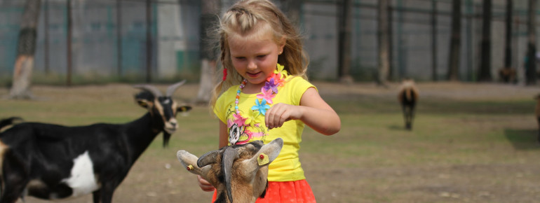 Im Streichelzoo kannst du Ziegen und Schafe aus der Hand füttern.