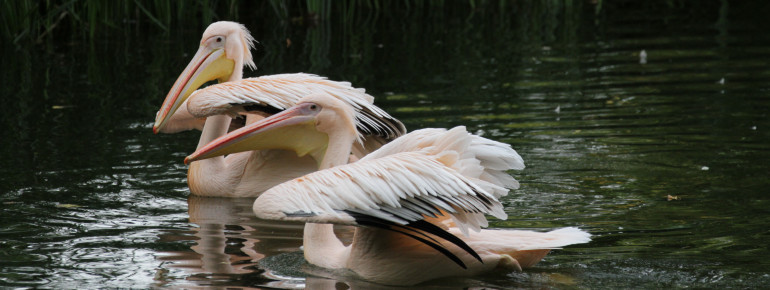 Pelikane sind gute Flieger und erreichen sogar eine Höhe bis zu 3000 Meter.