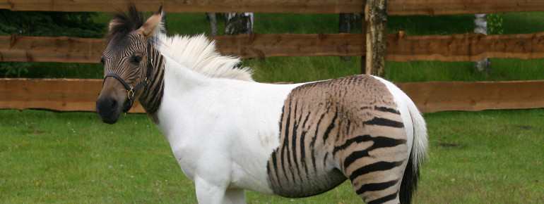Zebroide sind einmalig auf der Welt und nur im Zoo Safaripark zuhause.