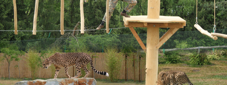 Eine besondere Herausforderung - der Hochseilgarten über den Geparden.