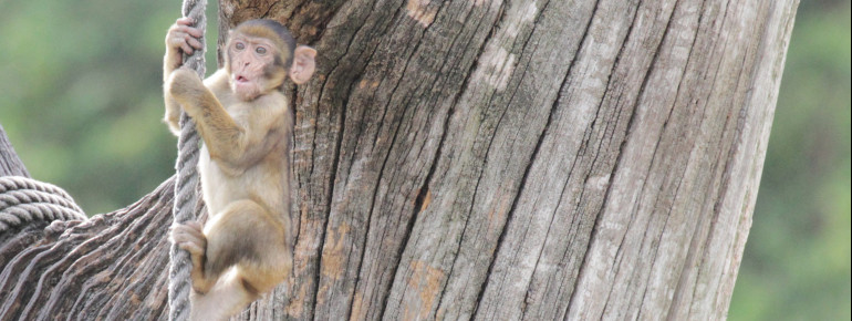 Die bis zu 60 Zentimeter großen Berberäffchen werden ungefähr 50 Jahre alt.