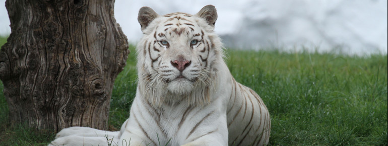 Der Weiße Tiger stammt ursprünglich aus Indien.