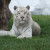 Der Weiße Tiger stammt ursprünglich aus Indien.