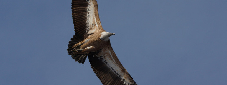 Die Gänsegeier fliegen im Salzburger Zoo frei herum.