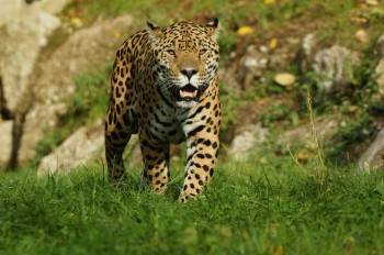 Respekt einflößend: der in Südamerika heimische Jaguar.