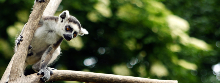 Kattas gehören zu den Lemuren und sind nur auf Madagaskar beheimatet.