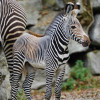 Gefährdete Tierarten werden im Salzburger Zoo erfolgreich nachgezüchtet: Im Oktober 2018 wurde das allererste Grevy-Zebrafohlen geboren.