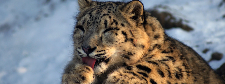 Der Zoo Salzburg hat 365 Tage im Jahr geöffnet.